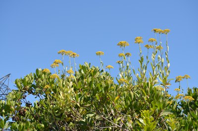 DSC_0711-bupleurum-fruticosum-X1000.JPG