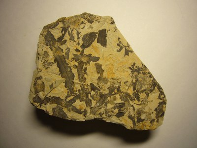6989-potamogeton-crispus-var-pliocenica-vicente-bis.JPG